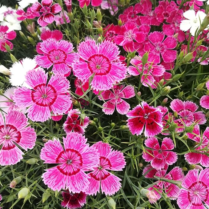 Dianthus Seeds 5000PCS– Fragrant Perennial Flower Seeds for Planting | Hardy Garden Blooms for Borders, Containers & Cut Flowers
