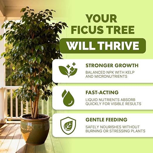 Ficus Tree Fertilizer – Liquid Plant Food for Lush Foliage, Stronger Roots & Healthy New Growth, 8 oz