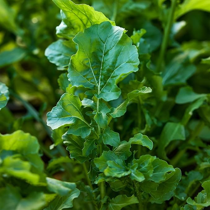 Burpee Organic Rocket Arugula Seeds - Certified Peppery Salad Greens