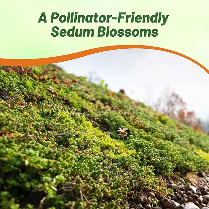 Outsidepride Roof Garden Sedum Seeds - 5000 Pcs Perennial Ground Cover Seeds for Planting, Cold-Hardy & Heat-Tolerant Succulent Plants, Ideal for Rock Gardens, Containers, and Xeriscaping