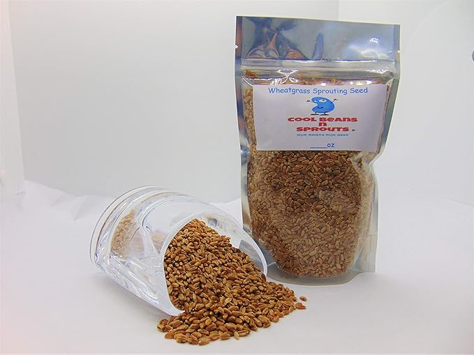Wheatgrass Seeds for Sprouting Microgreens, 8 oz A Rich Source of Vitamins and Minerals and Health-Promoting Nutrients! COOL BEANS N SPROUTS Brand, A Small Town Family Run USA Business.
