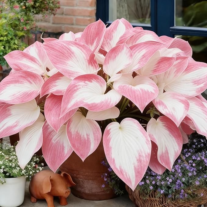 Hosta Seeds for Planting, 100+pcs Rare Perennial Hosta Flower Seeds, Non-GMO Heirloom Long Blooming Plants Shaded Entry Pathway Flowers for Home Garden Outdoors