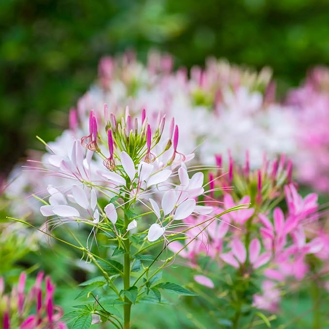 Seed Needs Cleome Seeds for Planting Spider Plants - Heirloom & Open Pollinated Wildflower Seeds to Grow a Butterfly Garden to Attract Pollinators (5 Packs)