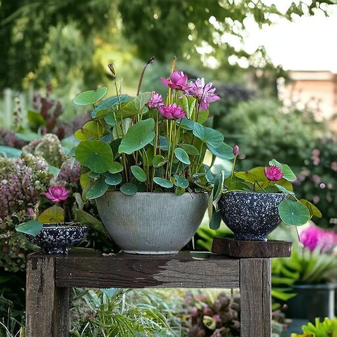 20pcs Germinated Lotus Seeds, Ready to Plant Mixed Color Bonsai Bowl Lotus for Indoor & Outdoor Aquatic Gardens, Includes Planting Guide, Easy Growth (Germinated Lotus Seeds (Ready to Plant))