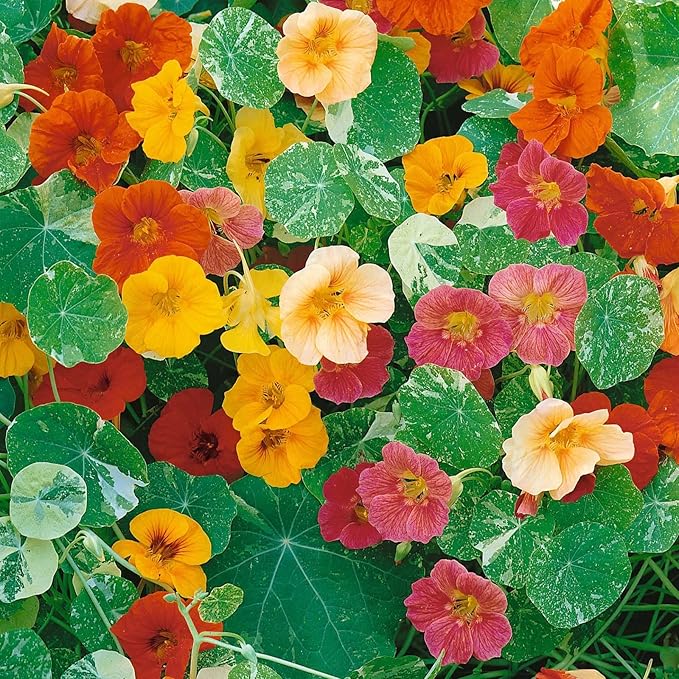 Eden Brothers Nasturtium Seeds - Alaska Mix Non-GMO Seeds for Planting, Packet | Low-Maintenance Flower Seeds, Plant During Spring Season, Zones 1, 10, 2, 3, 4, 5, 6, 7, 8, 9