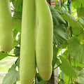 Gourd Seeds - Cucuzzi (Italian Edible) - 1 Oz ~ 140 Seeds - Lagenaria siceraria - Farm & Garden Vegetable Seeds - Non-GMO, Heirloom, Open Pollinated, Annual