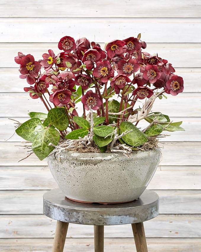 Perennial Farm Helleborus x Frostkiss® Vibey Velvet™ – Live Lenten Rose in #1 Container, Deep Velvet-Purple Blooms, Marbled Evergreen Foliage, Early Spring Color, Shade Loving, Deer Resistant