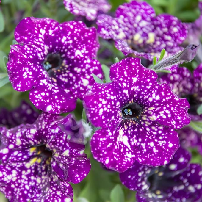 Rare Petunia Seeds for Planting - 300+ Beautiful Perennial Flowers Seeds Heirloom Vine, High Germination Rate Open Pollinated Seeds