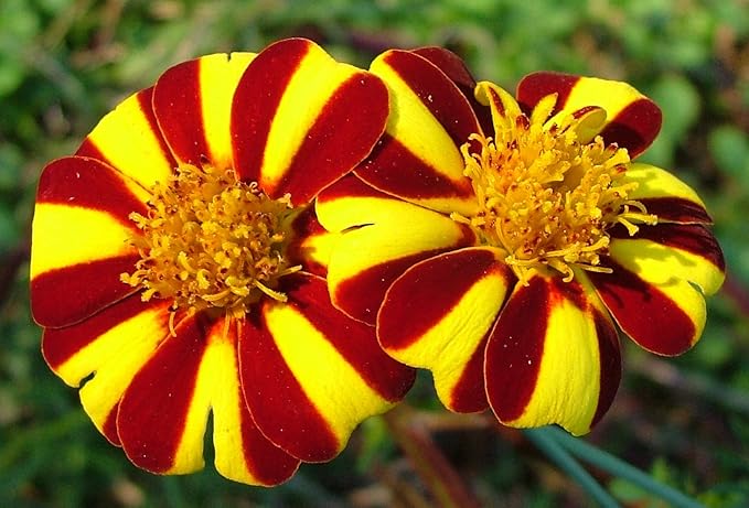 NIKA SEEDS - Seeds Flowers French Marigold Majestic Annual - 100 Seeds