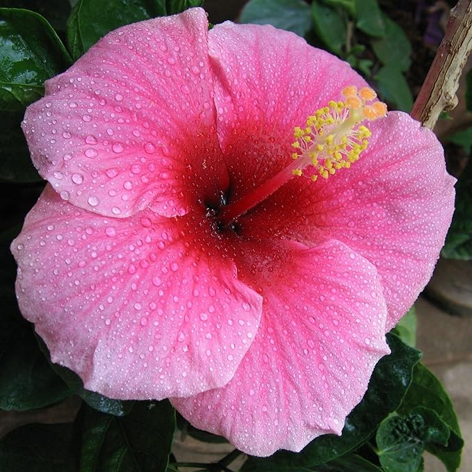 Hibiscus Flower Seeds for Planting - Exotic Plant Bonsai Seeds Giant Flower Tropical Potted Plants Seeds Non-GMO Heirloom Seeds Perennial Flower