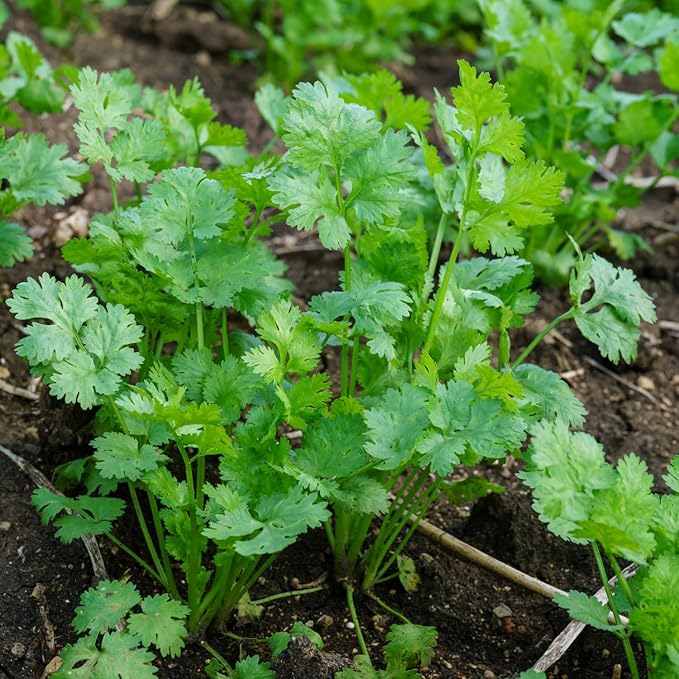 400Pcs Cilantro Seeds for Planting, Coriander Seeds Vegetable to Grow Indoor Outdoor