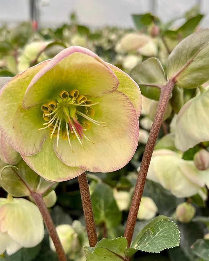 Perennial Farm Helleborus Frostkiss® Moondance™ – Live Lenten Rose in #1 Container, Creamy White Blooms with Green Centers, Marbled Evergreen Foliage, Shade Loving, Deer Resistant