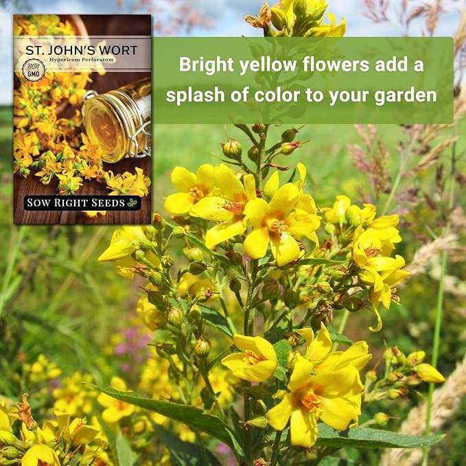 Sow Right Seeds - St John’s Wort Seeds for Planting - Non-GMO Heirloom Packet with Instructions to Plant & Grow an Outdoor or Indoor Herb Garden - Native Wildflower with Medicinal & Culinary Uses (4)