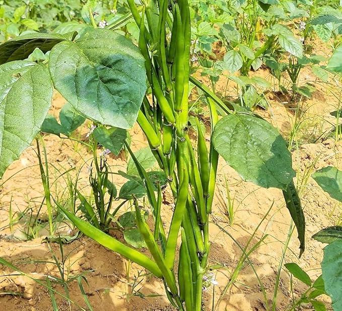 100+ Pcs Indian Cluster Bean Seeds, Non-GMO Vegetable Seeds for Planting, High Germination Guar Seeds for Home Garden, Backyard, Outdoor Grow Bags or Pots