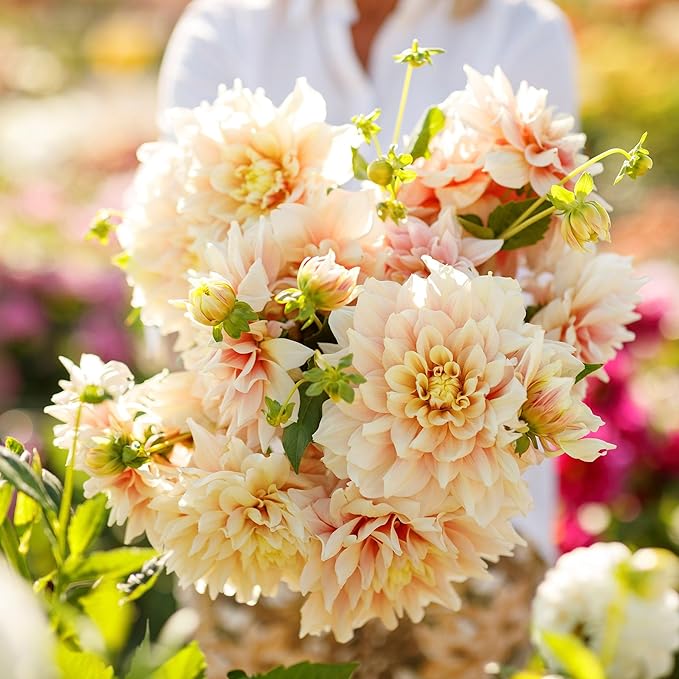 Eden Brothers Dahlia Bulbs (Dinnerplate) - Break Out, Non-GMO Bulbs for Planting, 4 Bulbs | Low-Maintenance Flower Bulbs, Plant During Spring, Zones 8, 9, 10, 11