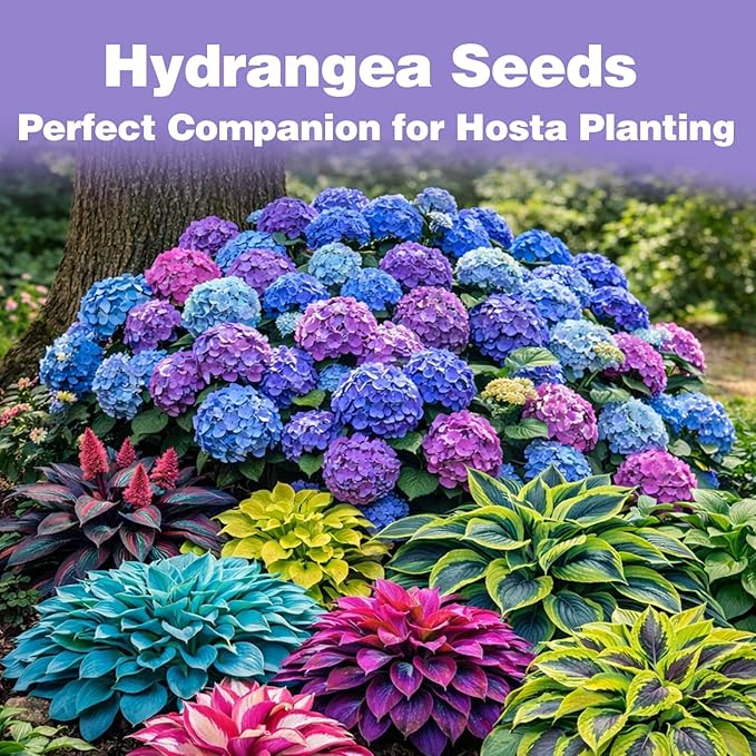 300+ Hydrangea Seeds Bulk Pack - Mixed Hydrangea Seeds Perennial Flower Seeds, Beginner-Friendly & Easy to Grow, Simple Seed-Start, for Garden Borders, Patio Containers & Partial Shade Beds