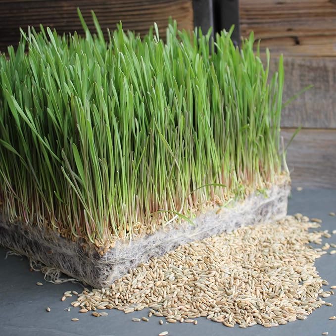 Organic Hulless Sprouting Barley - 1 Oz Packet ~875 Seeds - Non-GMO Barley Seed - Husk Removed - Excellent Germination - for Sprouts, Barleygrass, Ornamental Grass, Emergency Supply, More