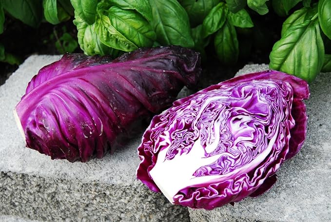 Seeds Red Kalibos Cabbage Giant Non GMO Vegetable for Planting