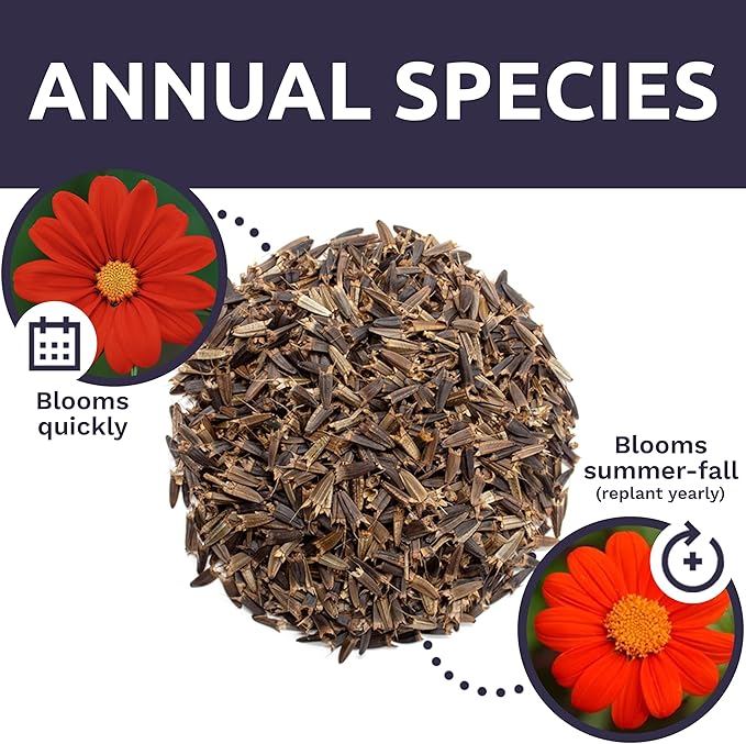 Mexican Sunflower Seeds – Extra Large Packet – Over 2,500 Open Pollinated Non-GMO Wildflower Seeds – Tithonia rotundifolia