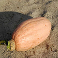 Pink Banana Jumbo Winter Squash Garden Seeds - 1 Oz - Organic, Non-GMO, Heirloom - Vegetable Gardening Seed