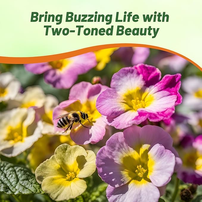 Outsidepride Danova Bicolor Mix Common Primrose Seeds - 25 Pcs Annual, Hardy, Easy to Grow & Low Maintenance Flower Seeds for Planting Vibrant Soft Blooms, for Containers, Borders & Erosion Control