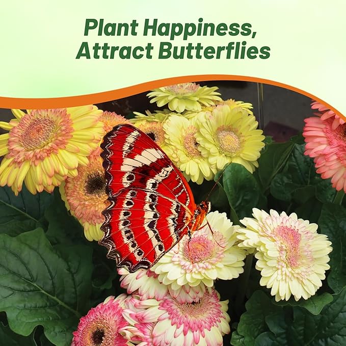 Outsidepride Strawberry Twist Mix Gerbera Seeds - 20 Pcs Perennial, Compact & Low Maintenance, Flower Seeds for Planting w/Semi-Double Blooms, Ideal for Garden Landscaping & Cut Flower Arrangements