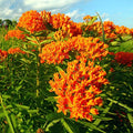 Outsidepride Butterfly Milkweed Seeds - 1000 Pcs Perennial, Heat & Humid Tolerant, Pollinator-Friendly Wildflower Seeds, Ideal for Monarch Butterflies, Cut Flowers, Borders, or Meadows