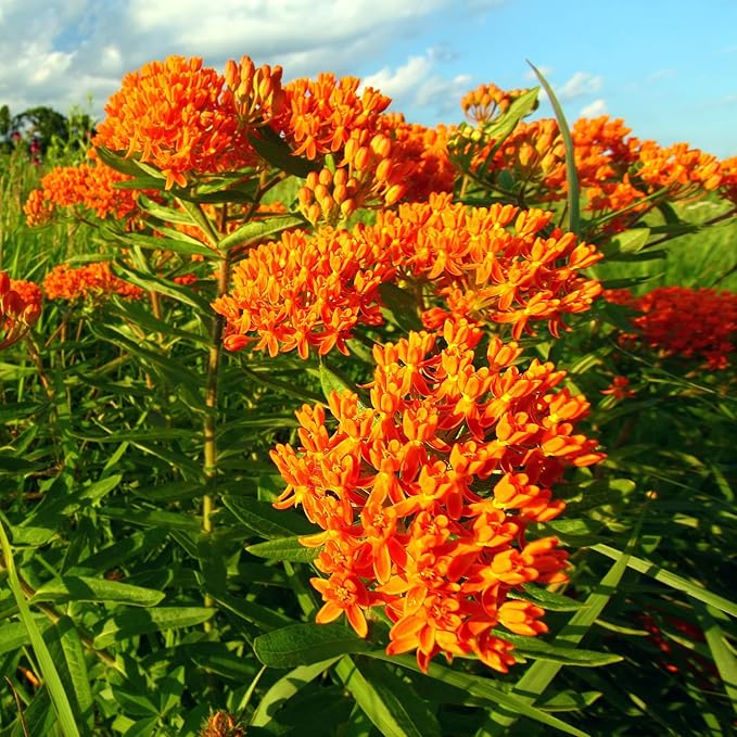 Outsidepride Butterfly Milkweed Seeds - 1000 Pcs Perennial, Heat & Humid Tolerant, Pollinator-Friendly Wildflower Seeds, Ideal for Monarch Butterflies, Cut Flowers, Borders, or Meadows