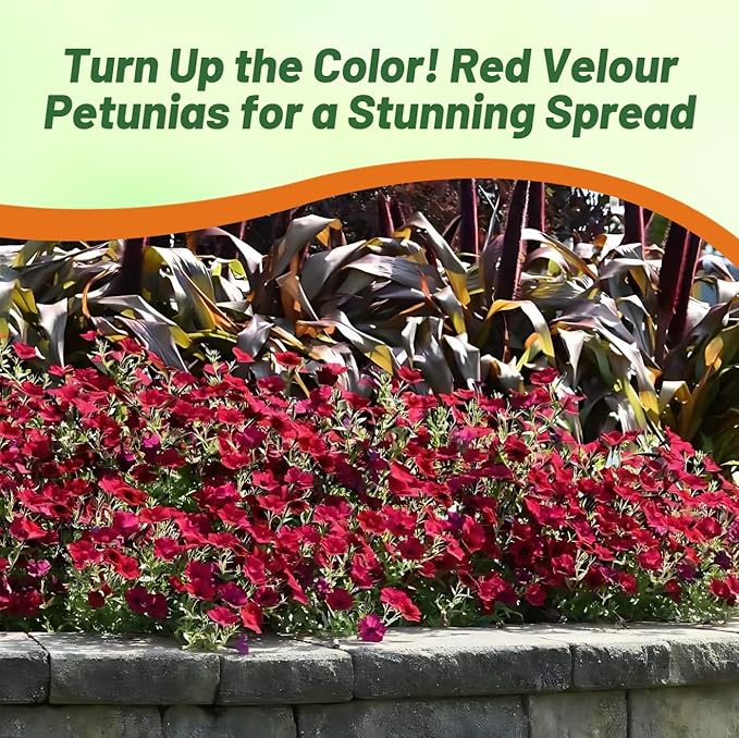 Outsidepride Red Velour Tidal Wave Petunia Seeds - 15 Pcs Annual, Vibrant Blooms, Spreading Petunia Seeds for Planting Outdoors, Ideal for Pollinator-Friendly Garden Beds & Containers (AAS Winner)