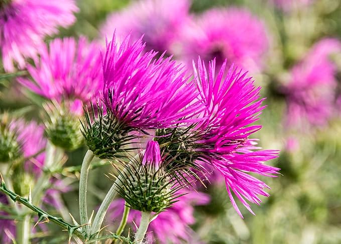Seeds4planting - Seeds Milk Thistle Saint Mary's Medicinal Heirloom Herb Non GMO
