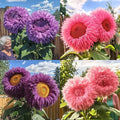 150+ Rare Sunflower Seeds for Planting Giant Teddy Bear Sunflowers Non-GMO Heirloom Seeds for Home Garden Outdoors - Attracts Pollinators