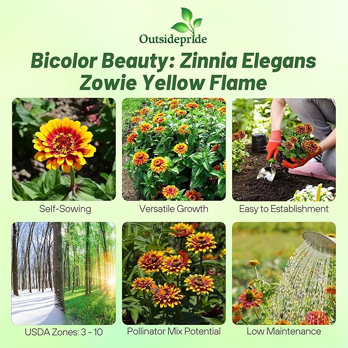 Outsidepride Zinnia Elegans Zowie Yellow Flame Seeds – 15 Pieces Annual, Heat & Drought Tolerant, Zinnia Flower Seeds w/Bicolor Blooms, Pollinator-Friendly for Garden Beds & Landscapes (AAS Winner)