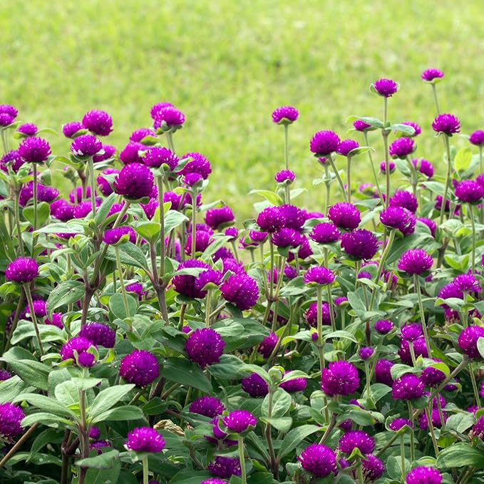 Outsidepride Purple Gomphrena Seeds - 2000 Pcs Annual, Heat & Drought Tolerant, Pollinator Friendly Globe Amaranth Seeds for Planting w/Vibrant Round Blooms for Beds, Borders, and Arrangements