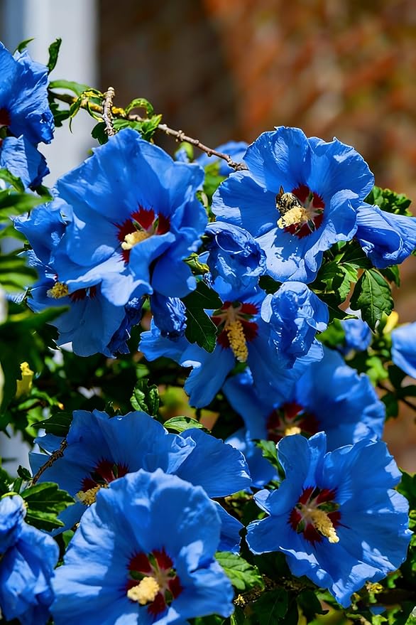 Hibiscus grandiflorus Seeds for Planting, 99+pcs Perennial Giant Hibiscus Grandiflorus Flower Seeds, Non-GMO Heirloom Rare Beauty Blooms Flowers Plants for Home Garden Outdoors