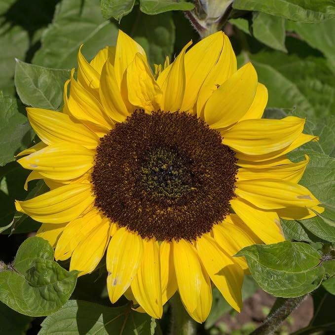 Seed Needs Dwarf Sunflower Seeds for Planting Yellow Pygmy Sunflowers - Heirloom & Open Pollinated Annual Cut Flowers - Perfect for Butterfly Gardens (5 Packs)