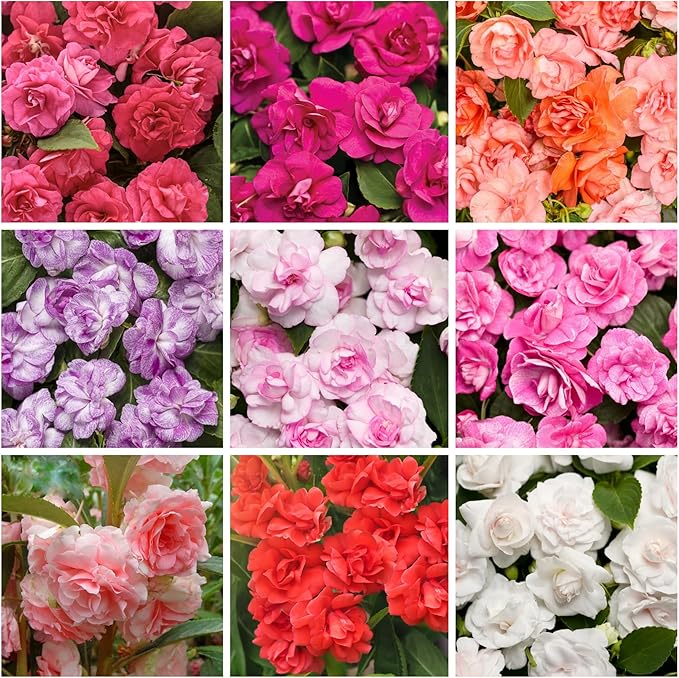 300+ Double Impatiens Seeds Perennial Annual Mixed Camellia Impatiens Balsamina Balsam Seeds Double Flower Borders Containers Outdoor