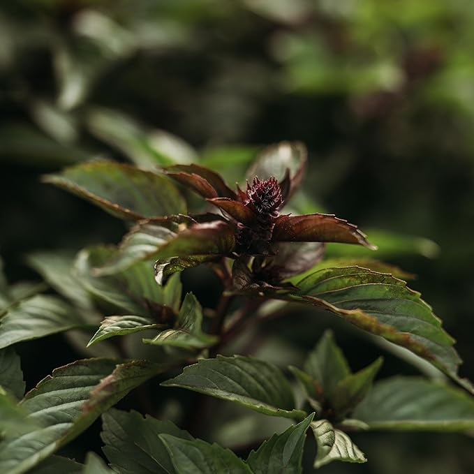 Cinnamon Basil - 250 Seeds - Heirloom & Open-Pollinated Variety, Non-GMO Culinary Herb Seeds for Planting, Grow Kitchen Herbs Indoors or Outdoors in Containers or The Home Garden, Thresh Seed Company