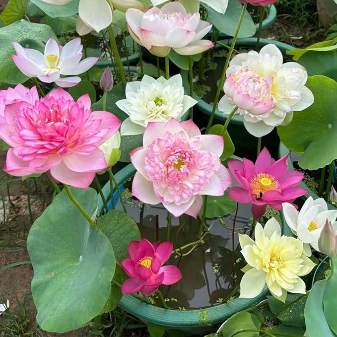 20pcs Bowl Lotus Seeds for Planting - Bonsai Lotus Seeds, Water Lily Flower, Aquatic Plants, Ideal for Ponds, Non-GMO Home Garden Plant Seeds, Flowering Aquatic Bonsai