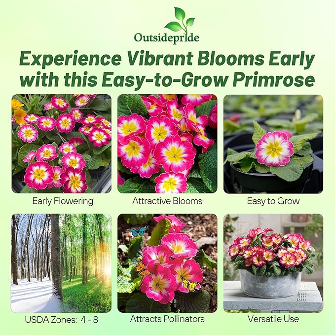 Outsidepride Danova Rose White Common Primrose Seeds - 50 Pcs Annual, Hardy, Easy to Grow & Low Maintenance Flower Seeds for Planting Vibrant Soft Blooms, for Containers, Borders & Erosion Control