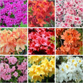 Mixed Azalea Seeds for Planting - 50+ Azalea Flower Seeds Bush Shrub Flowers Plant Seeds Perennial Flower Non-GMO Heirloom Seeds