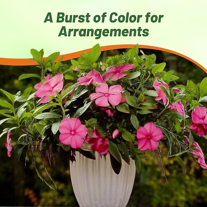 Outsidepride Rose Periwinkle Seeds for Planting – 4000 Pcs Annual, Fast-Blooming, Heat & Drought Tolerant Vinca Flower Seeds with Vibrant Colors Ideal for Gardens, Beds, Borders & Containers