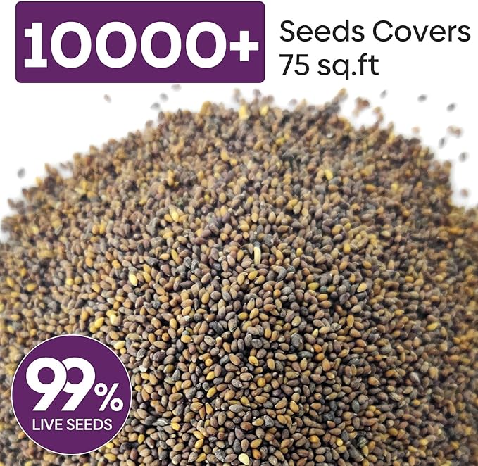 Groundio Johnny Jump Up Seeds, 10000+ Perennial Wild Violet Seeds for Planting, Edible Flowers, Non-GMO | Heirloom | Attracts pollinators, Grown in The USA