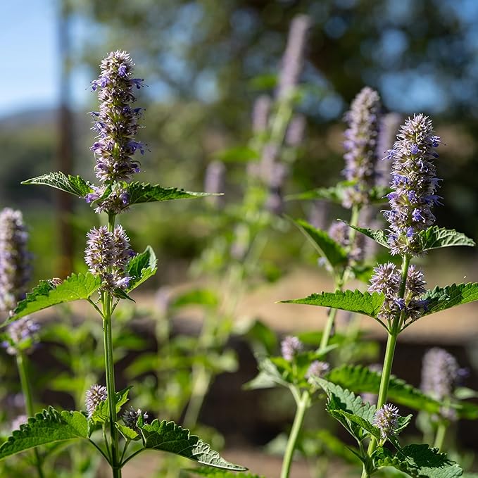 Plant Good Seed Korean Licorice Mint Seeds for Planting: Perennial Herb, Purple Flowers - 50 Seed Packet