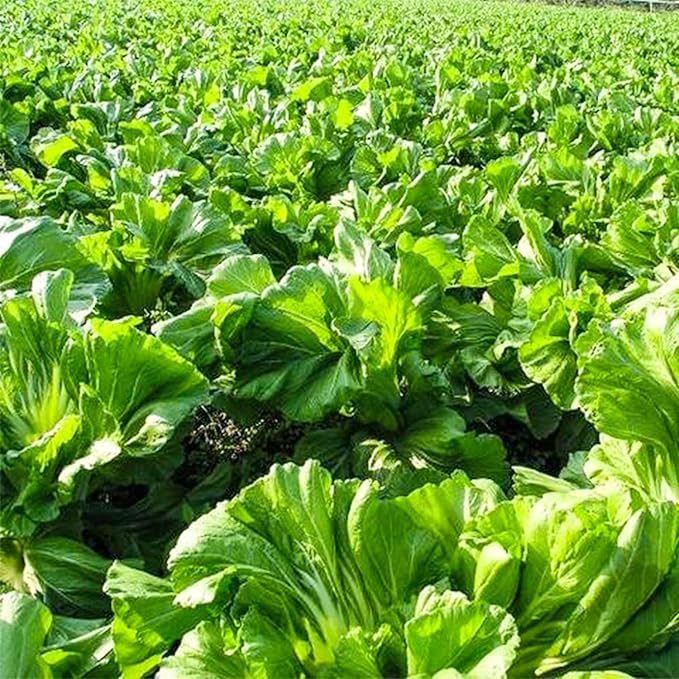 500 Pcs Florida Broadleaf Mustard Seeds,Green Mustard Seeds Heirloom Non-GMO Chinese Asian Vegetable Seeds Fresh Garden Seeds