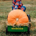 Atlantic Giant Pumpkin - 15 Seeds - Heirloom & Open-Pollinated Variety, Non-GMO Vegetable Seeds for Planting Outdoors in The Home Garden, Thresh Seed Company