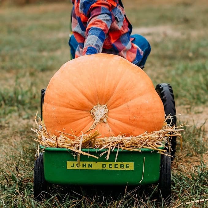 Atlantic Giant Pumpkin - 15 Seeds - Heirloom & Open-Pollinated Variety, Non-GMO Vegetable Seeds for Planting Outdoors in The Home Garden, Thresh Seed Company