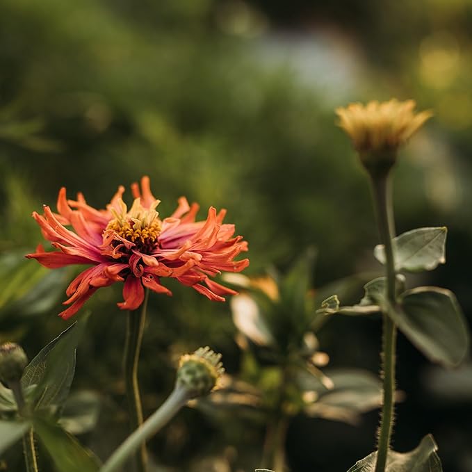 Cactus Flowered Zinnia Mix - 100 Seeds - Heirloom Giant Zinnia Variety, Attracts Bees, Butterflies & Pollinators, Non-GMO Flower Seeds for Planting Outdoors in The Garden, Thresh Seed Company