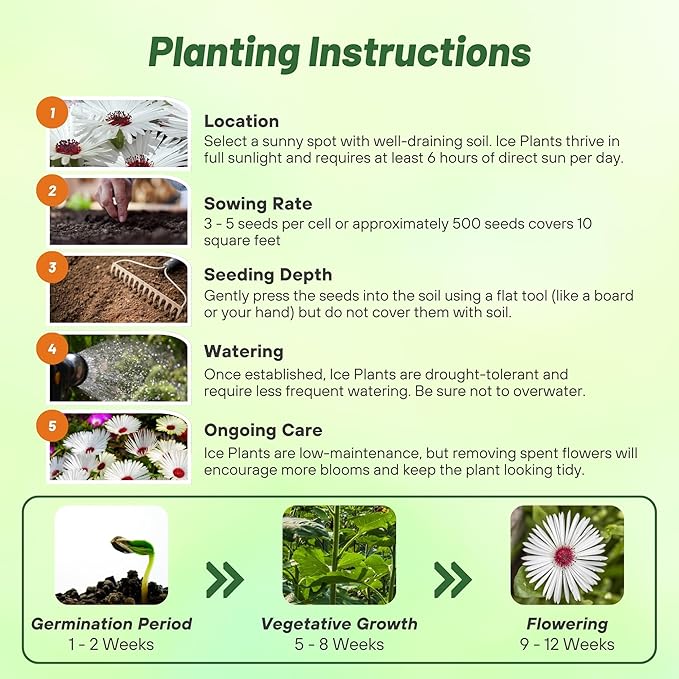 Outsidepride Gelato White Ice Plant Seeds - 10000 Pcs Perennial, Drought Tolerant Ground Cover Seeds for Planting Vibrant Trailing Blooms, Ideal for Sunny Gardens & Xeriscape Landscaping
