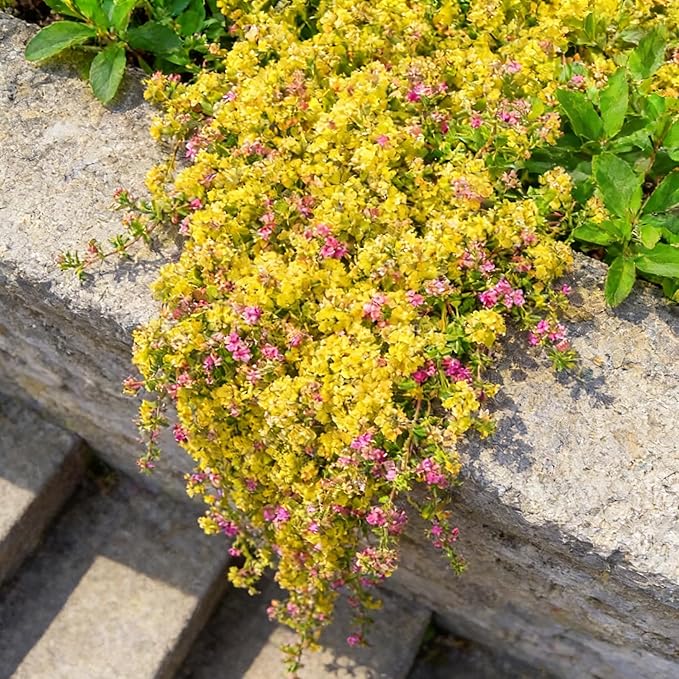 Mixrug Creeping Thyme Flower Seeds for Planting, 15000+pcs Perennial Creeping Thyme Ground Cover Seeds, Non-GMO Heirloom Wild Thymus Serpyllum Flower Plants for Home Garden Outdoors Yellow