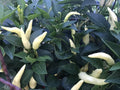 White Thai Heirloom Chili Pepper Premium Seeds for Planting Packet